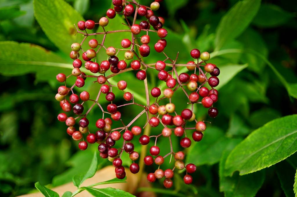 Manufacturer Supply Pure Elderberry Fruit Extract Natural Elderberry Powder