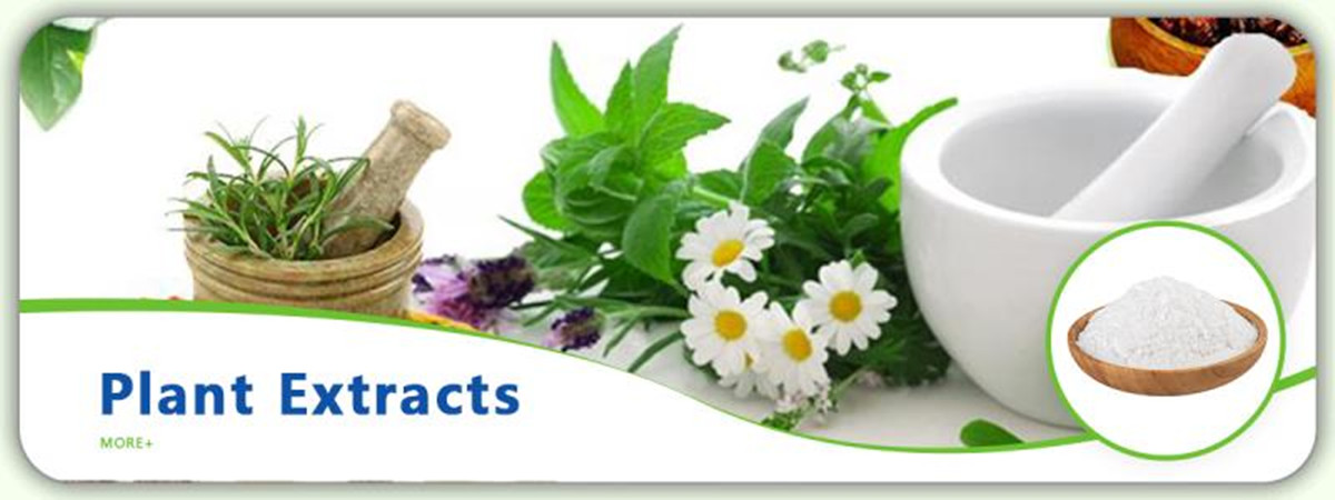 Lions Mane Extract Powder