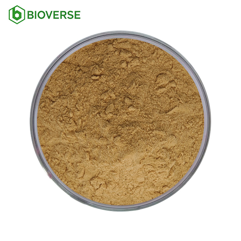 Hot Selling Nettle Extract Powder Natural Botanical Ingredient for Supplements