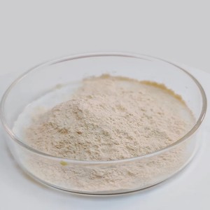 Lactobacillus Casei Active Probiotic Powder