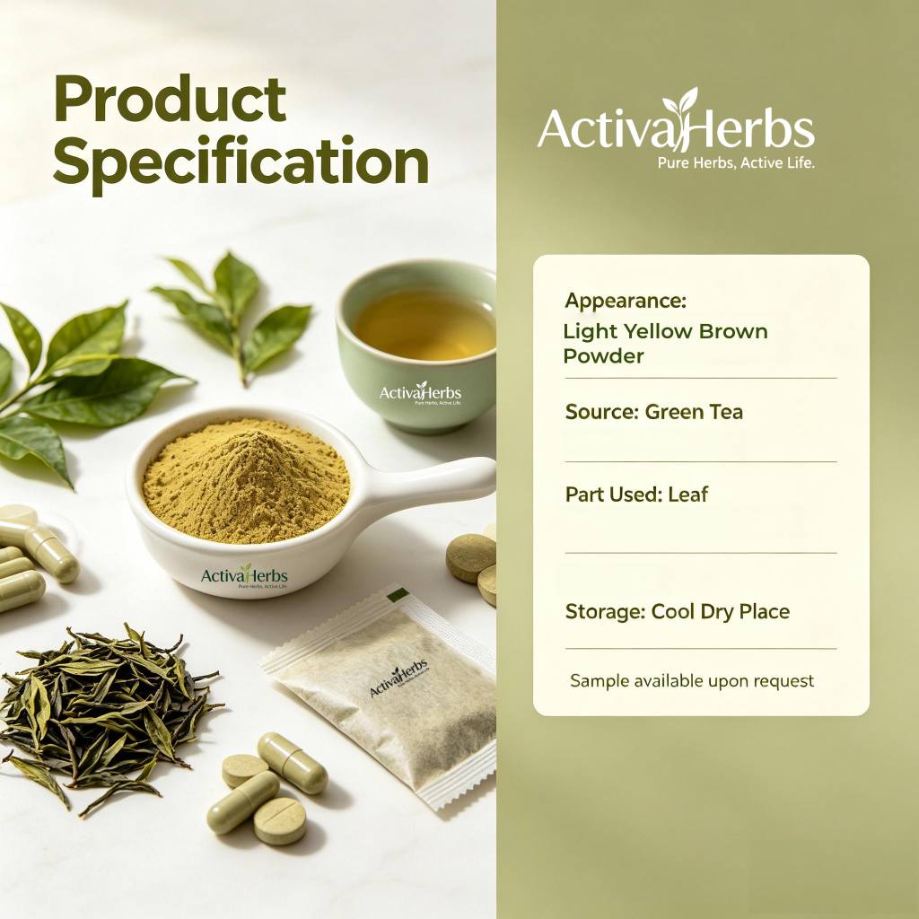 Pure Green Tea Extract Camellia Sinensis Powder 90% 98% Polyphenols Solvent UV Tested Food Grade Dietary Supplement Drum