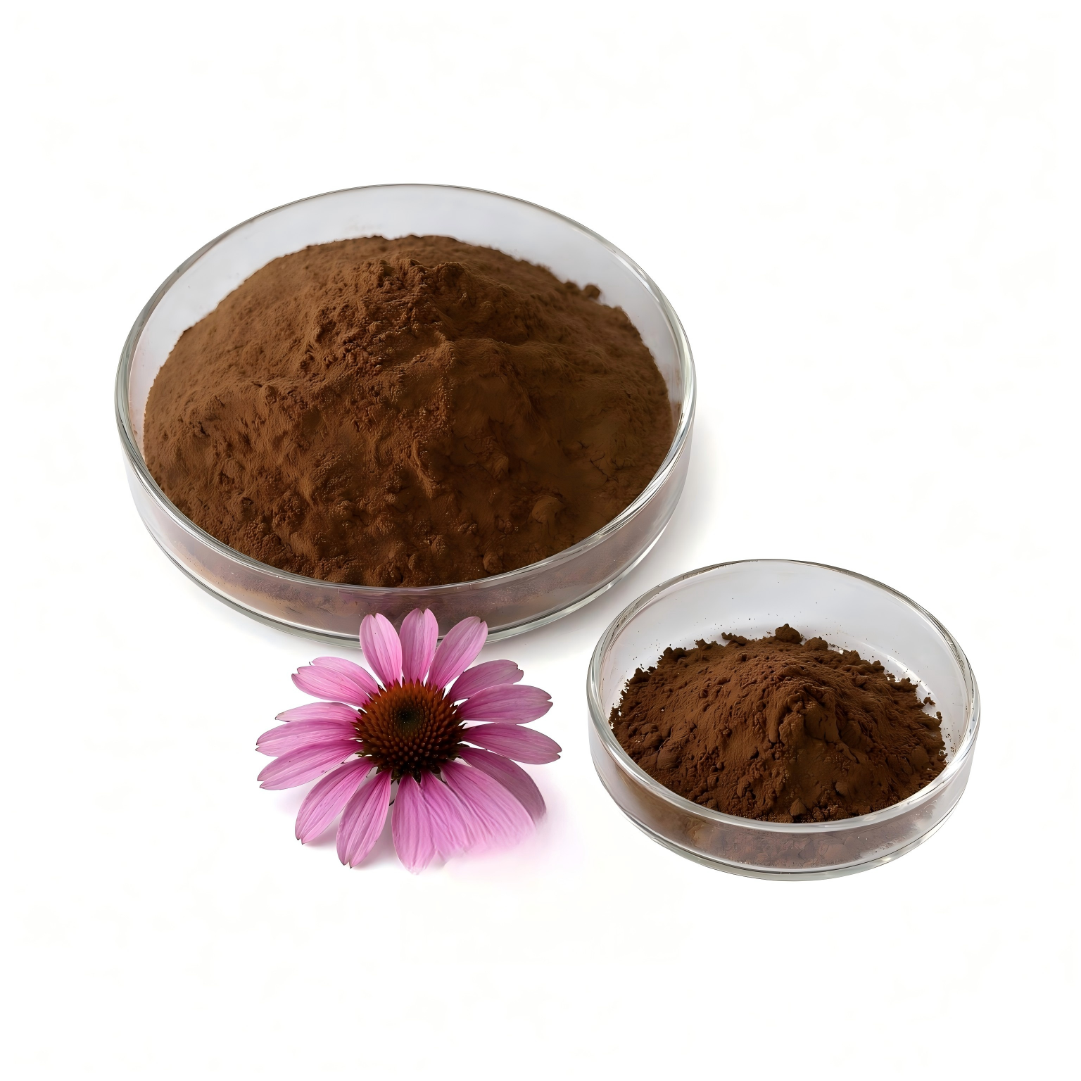Food Grade Echinacea Purpurea Root Extract Powder 4% Phenolics Polyphenol Botanical Ingredient