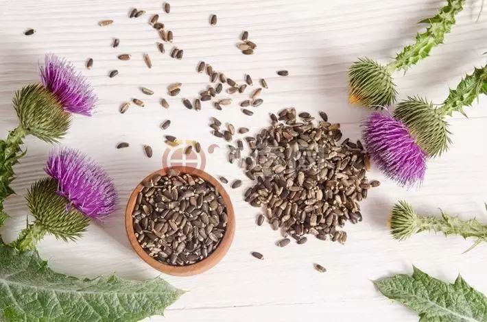 BEST SELLER High Quality Natural Silymarin Milk Thistle Seed Extract Powder Solvent Extraction HPLC Silybin 90% Drum