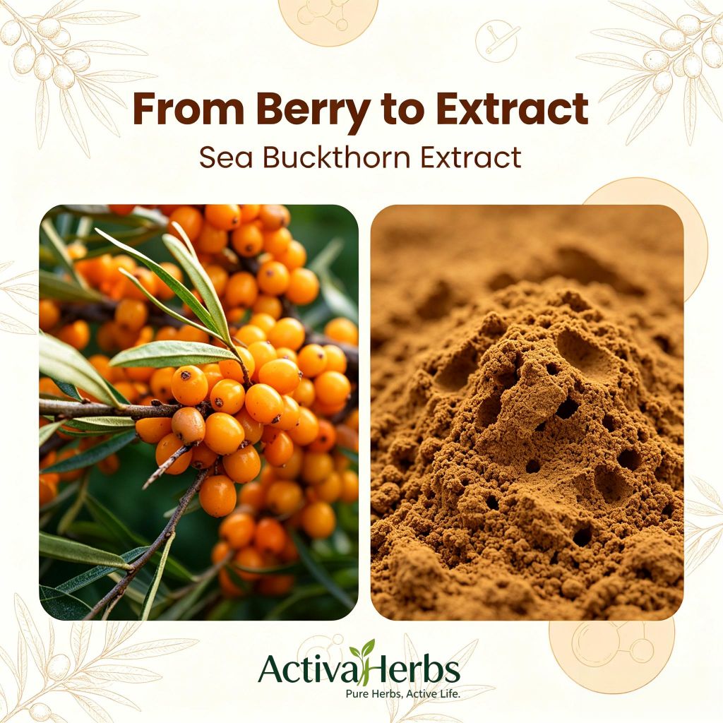 ActivaHerbs Sea Buckthorn Extract Powder 5% 10% Total Flavonoids Natural Botanical Extract