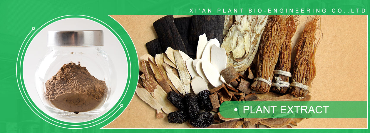 Herbal Supplement Mullein Leaf Extract Banner
