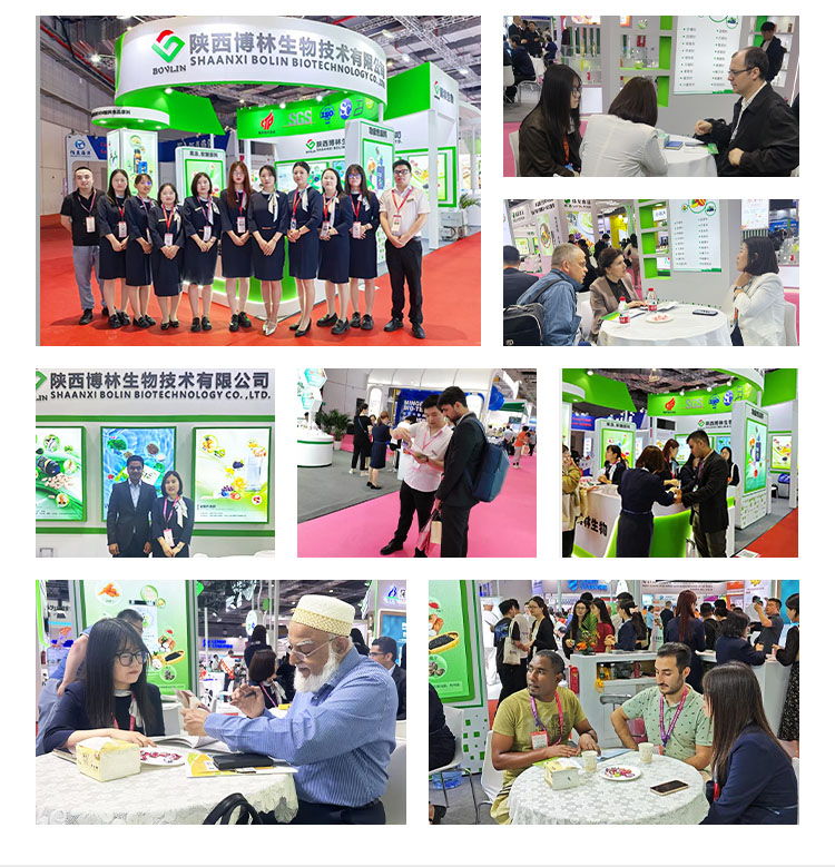 Natural Ginseng Extract Powder 5% 20% 80% Ginsenoside Panax Ginseng Stems Leaves Extract Powder