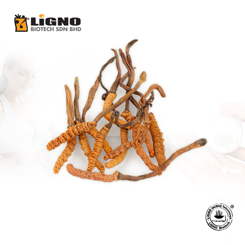 Malaysia Manufacturer Ophiocordyceps sinensis LiGNO OCS02 High Purity Extract Powder Suitable For Dietary Supplements B2B