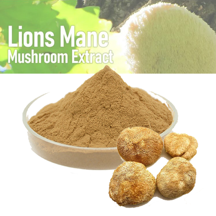Hericium Erinaceus Extract