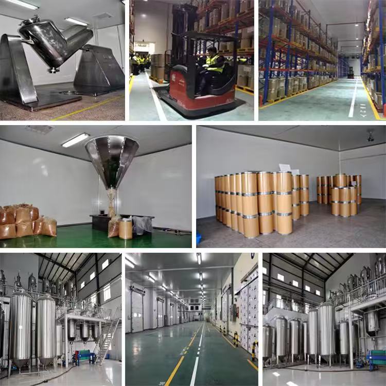 Elderberry Extract Powder Sambucus Nigra Fruit Extract Anthocyanins Natural Raw Material Food Grade Drum for Food Cosmetic Use