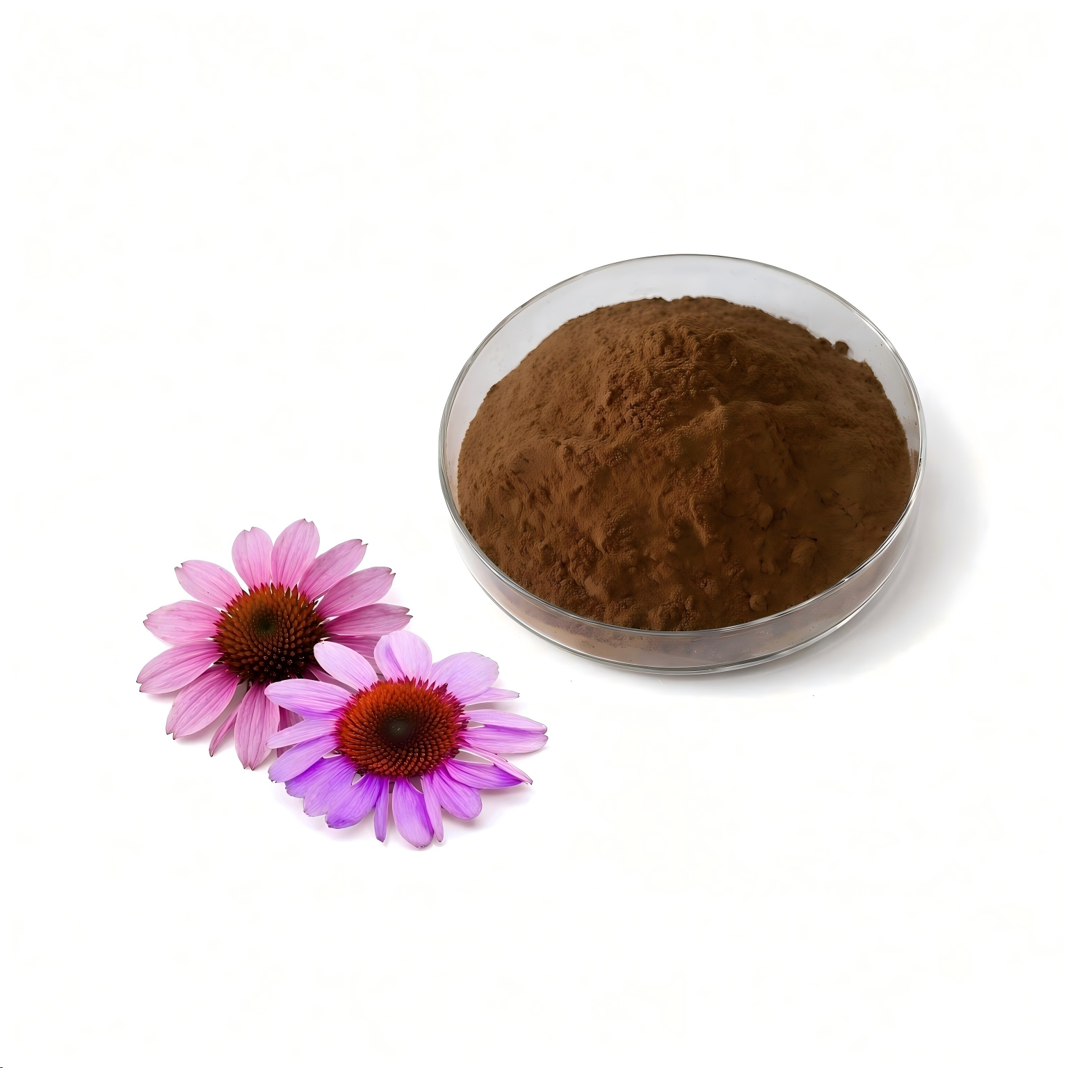Food Grade Echinacea Purpurea Root Extract Powder 4% Phenolics Polyphenol Botanical Ingredient