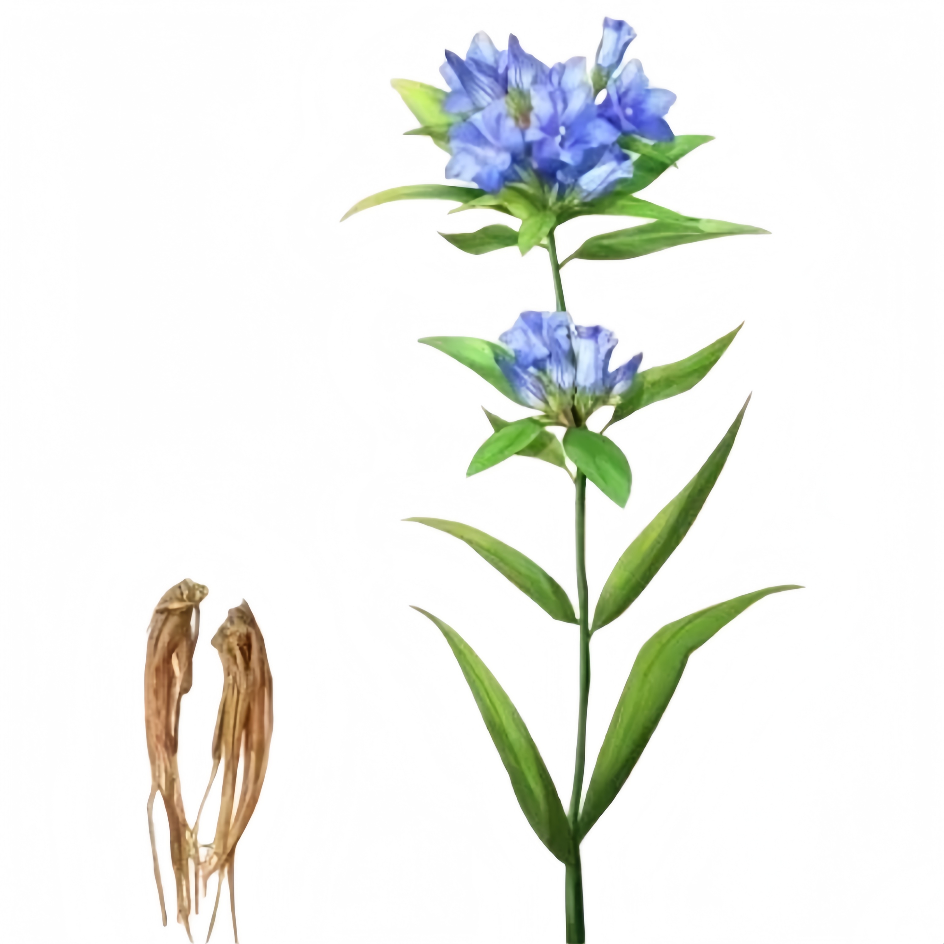 Natural Chinese Gentiana Lutea Root Extract 10:1 Concentrated Herbal Powder Bulk Supply Health Supplement