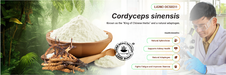 Cordyceps sinensis LiGNO OCS02 Profile