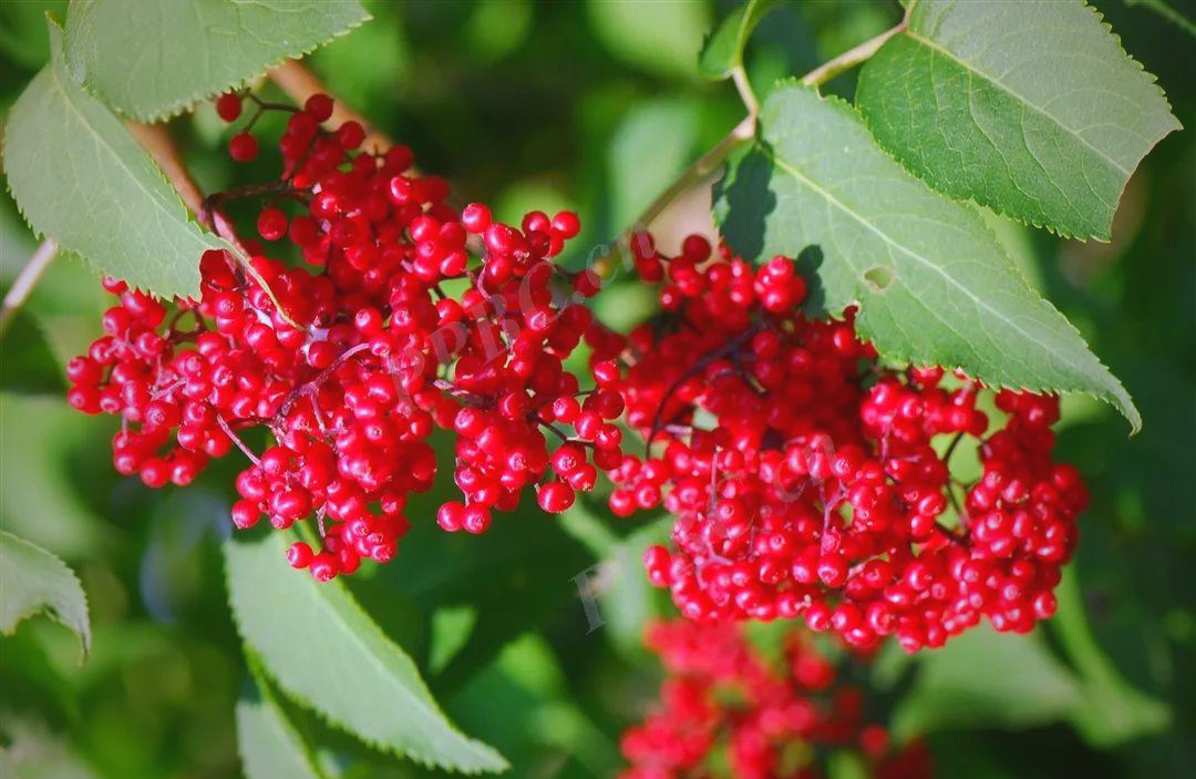 Manufacturer Supply Pure Elderberry Fruit Extract Natural Elderberry Powder