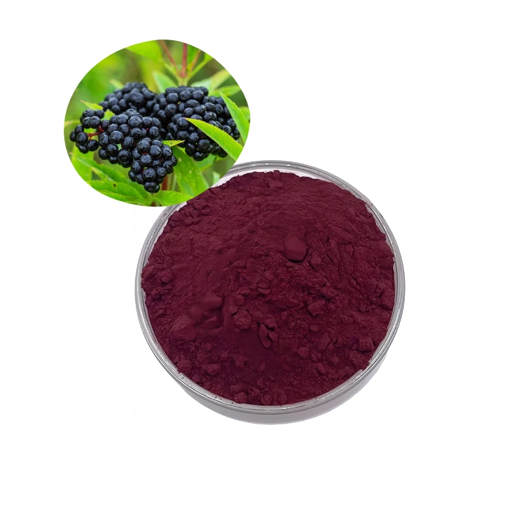 Natural Berry Taste Sambucus Nigra Elderberry Extract Powder 10:1 20:1 for Functional Beverages