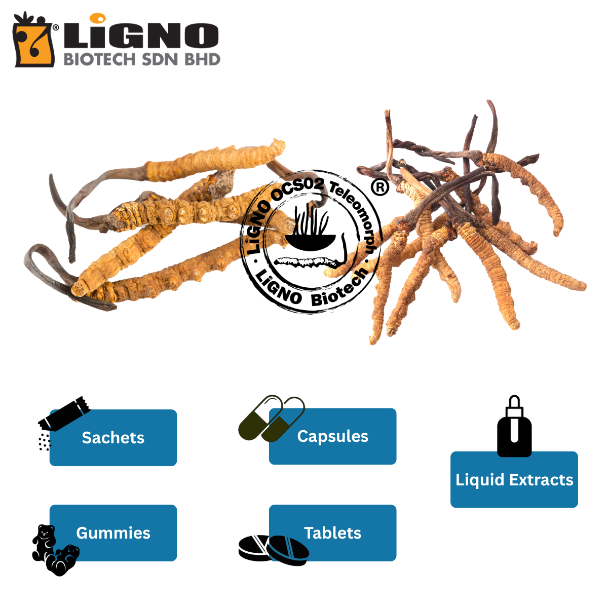 Malaysia Manufacturer Ophiocordyceps sinensis LiGNO OCS02 High Purity Extract Powder Suitable For Dietary Supplements B2B