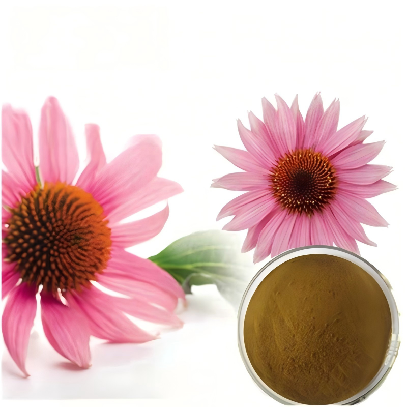 Food Grade Echinacea Purpurea Root Extract Powder 4% Phenolics Polyphenol Botanical Ingredient