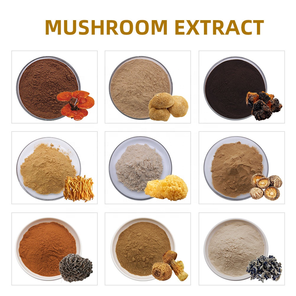 Organic Lions Mane Mushroom Extract Powder Polysaccharide