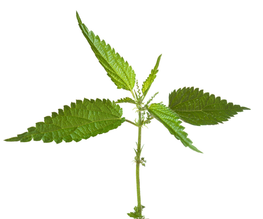Hot Selling Nettle Extract Powder Natural Botanical Ingredient for Supplements