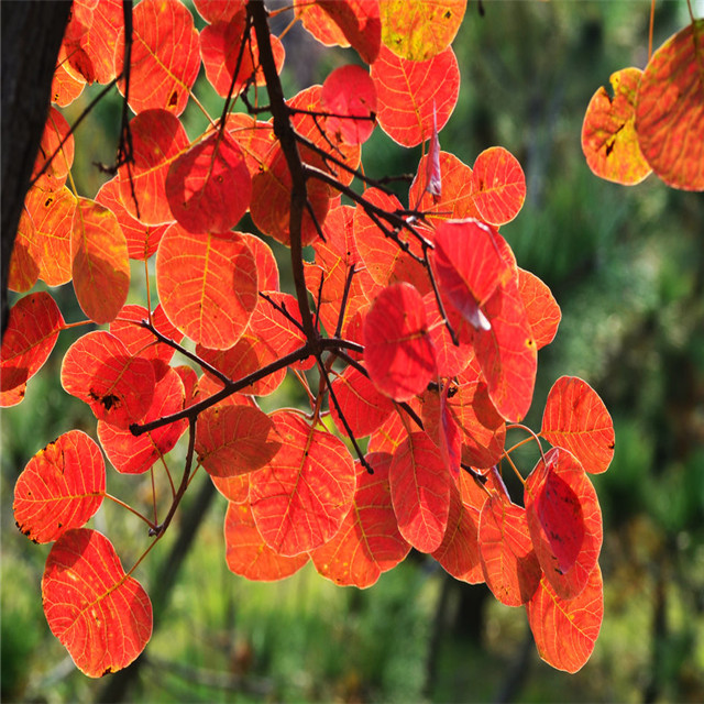 Factory Supply Bulk Fisetin Powder 98% Smoke Tree Extract For Supplement Industry