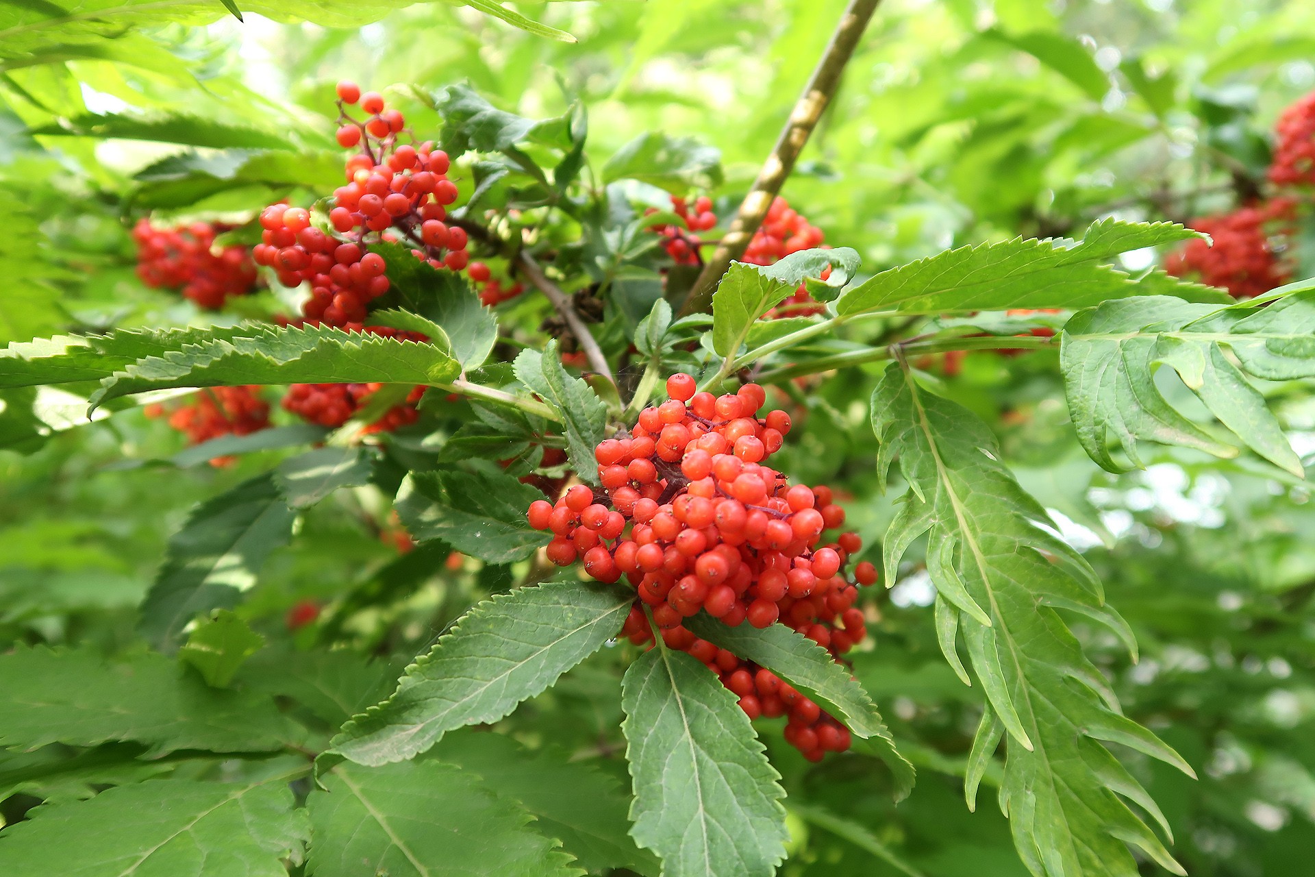 Elderberry Product Presentation