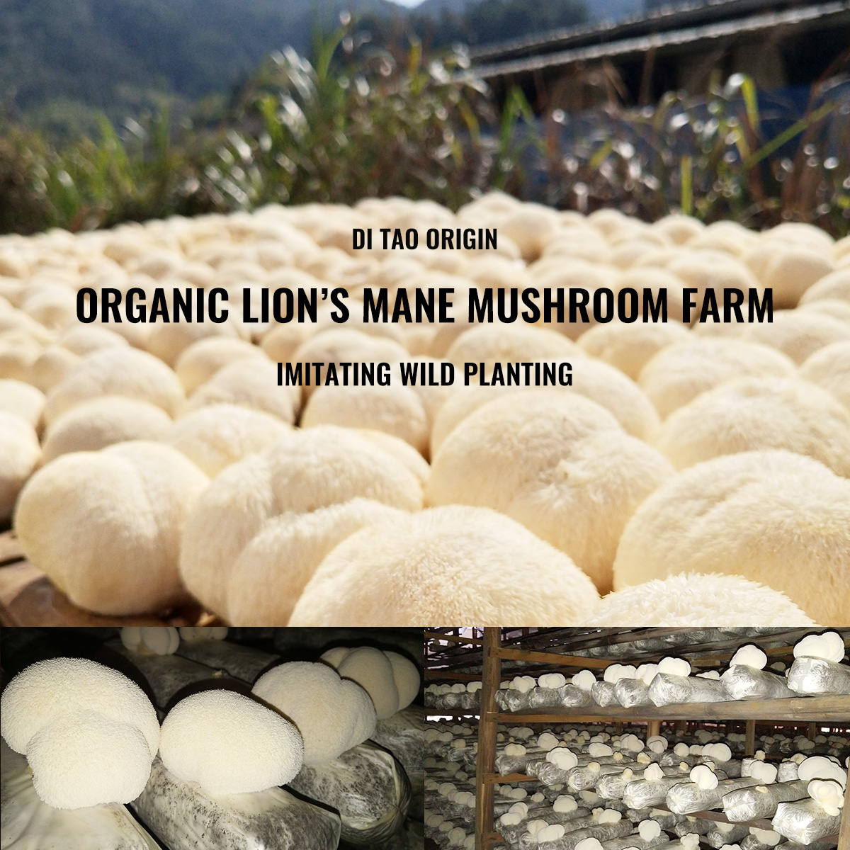 Qinshantang Lion's Mane Mushroom Extract Powder 10:1 Dual Extract Bulk Ingredient OEM Private Label