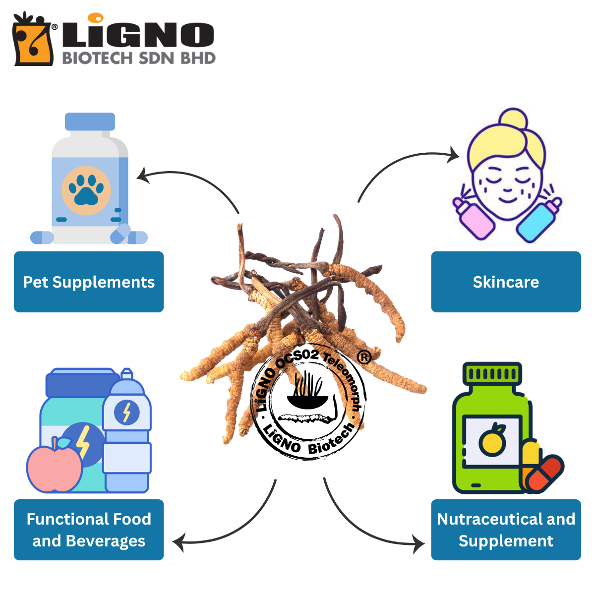 Malaysia Manufacturer Ophiocordyceps sinensis LiGNO OCS02 High Purity Extract Powder Suitable For Dietary Supplements B2B