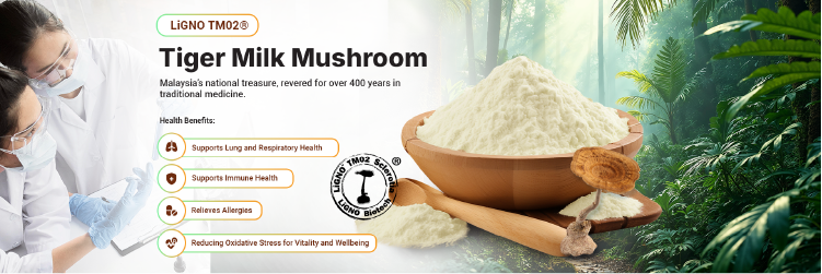 Tiger Milk Mushroom LiGNO TM02