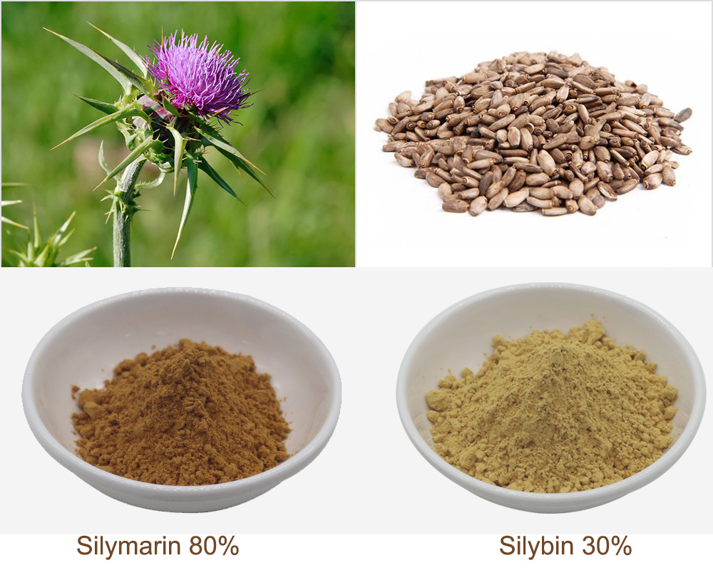 Milk Thistle Extract