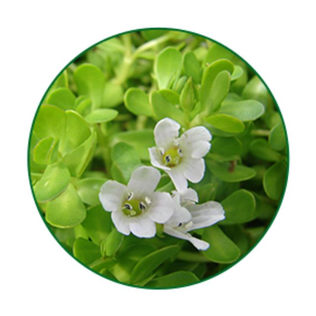 Bulk Water Extracted Bacopa Extract Powder 20% Premium Quality Food Grade Drum for Industrial Applications Best Wholesale Price