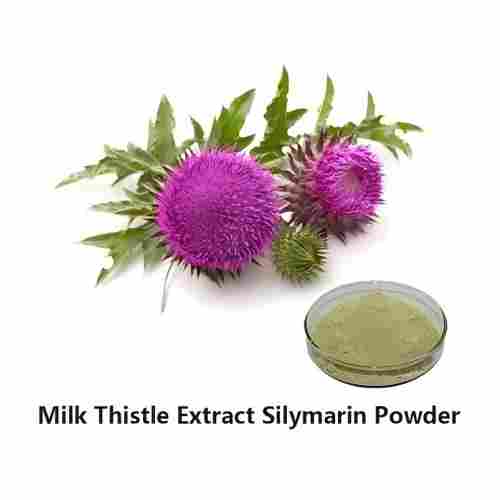 BEST SELLER High Quality Natural Silymarin Milk Thistle Seed Extract Powder Solvent Extraction HPLC Silybin 90% Drum