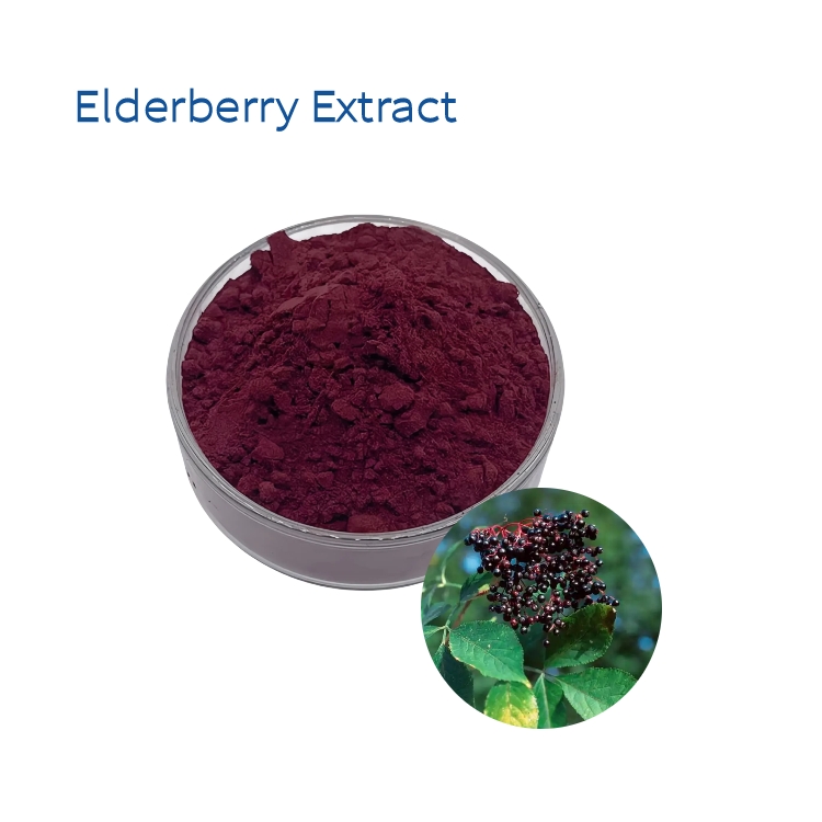 Natural Berry Taste Sambucus Nigra Elderberry Extract Powder 10:1 20:1 for Functional Beverages