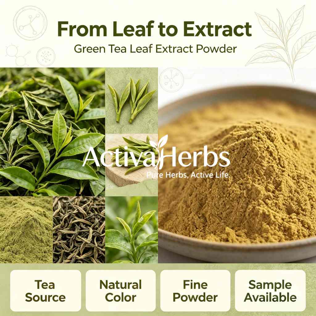 Pure Green Tea Extract Camellia Sinensis Powder 90% 98% Polyphenols Solvent UV Tested Food Grade Dietary Supplement Drum
