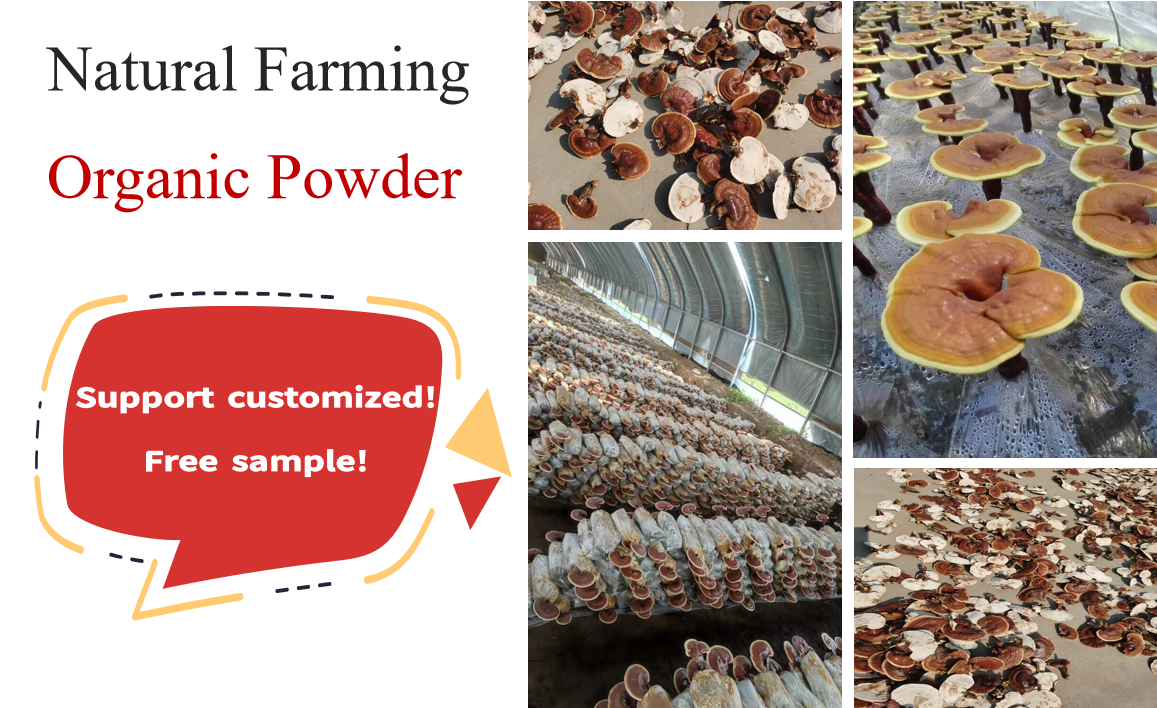 Fast Delivery in 24 Hours Pure Red Reishi Mushroom Broken Spore Extract Powder