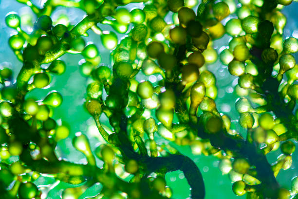 Hot Selling Chlorella Spirulina Pure Chlorella Spirulina Chlorella Vulgaris Powder