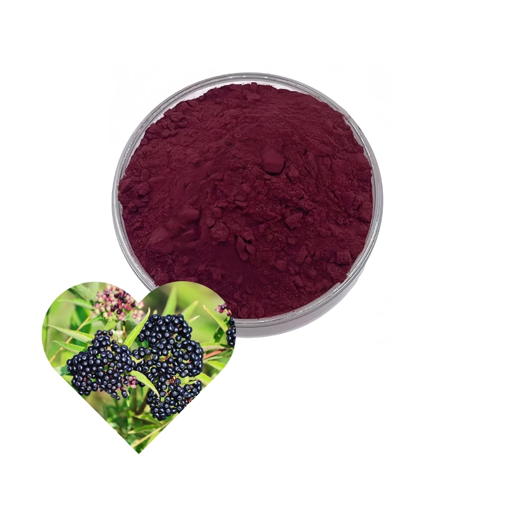 Natural Berry Taste Sambucus Nigra Elderberry Extract Powder 10:1 20:1 for Functional Beverages